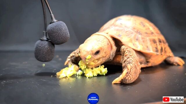 asmrtortoise8_640