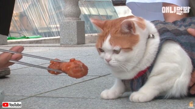 buddhacat6_640