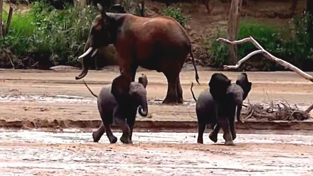 lostbabies0