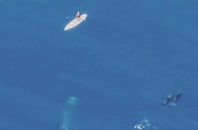whalesnpaddleboarder1_e