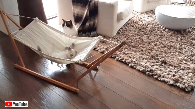 hammockcats2_640