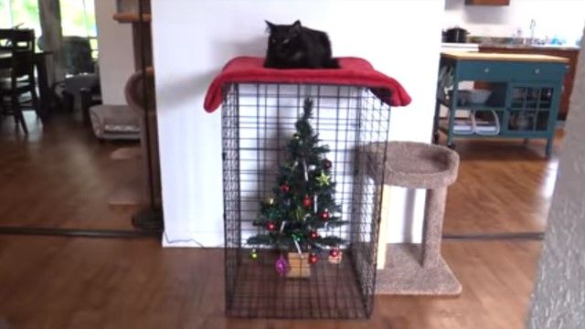 catshaming5_e