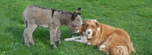 donkey6_e