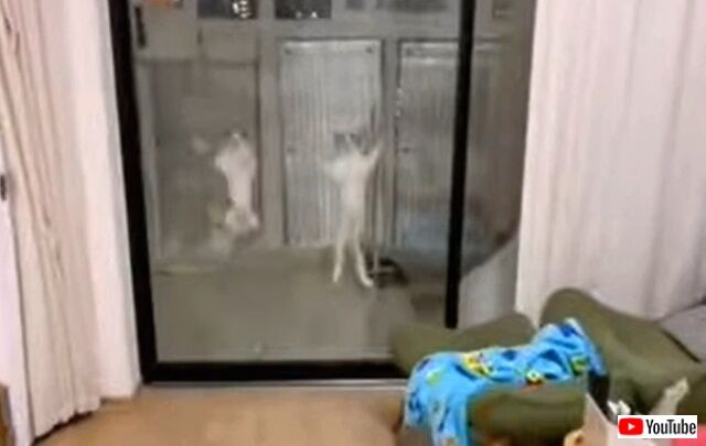 cutettkitten7_640