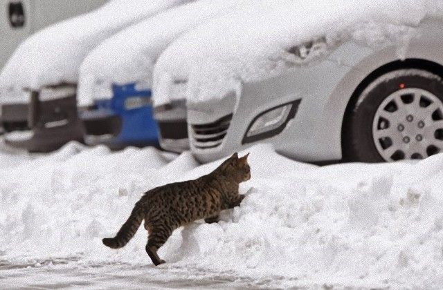 catintheworld20_e