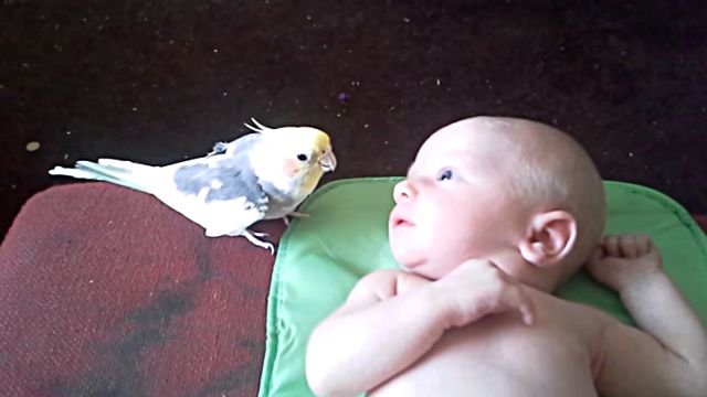 Cockatiel1