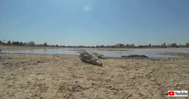 alig-croc1_640
