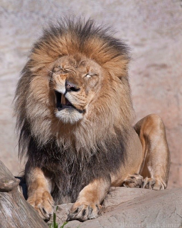 animalfacts8_e