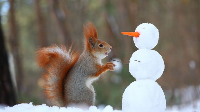 squirrel-photography-russia-vadim-trunov-3_ea