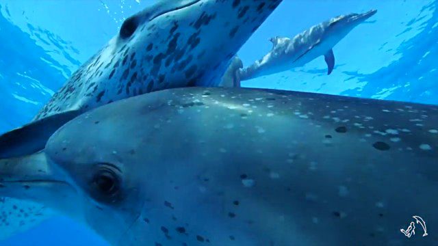 dolphininvitation5_e