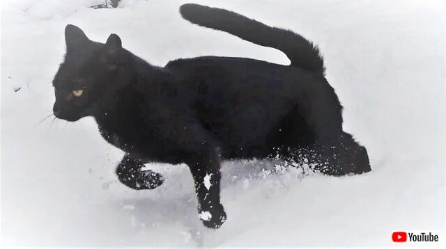 黒猫ガーラさん「雪ってサイコー！」と、一面の雪景色を背景に夢中になって駆けまわる