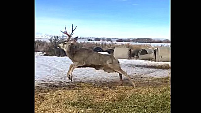 deerrescue4