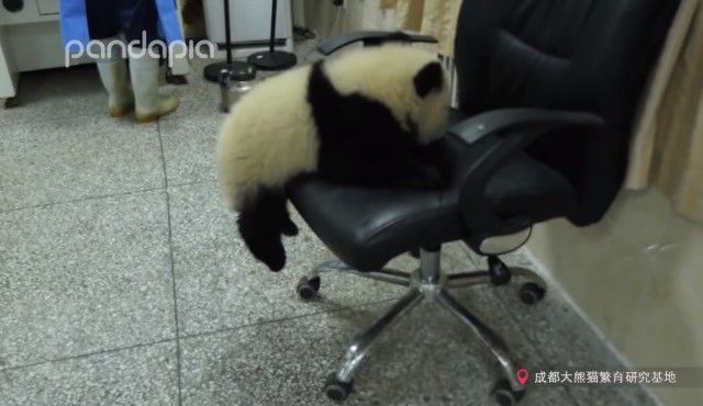 pandababyonoffice7_e