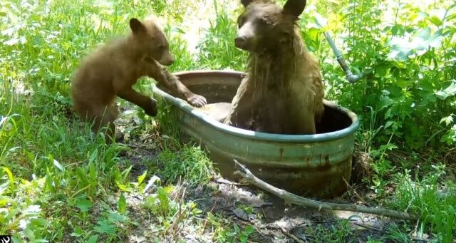 「あら、ちょうどいいからお風呂借りましょ！」森を散歩していたクマーの母子、水風呂を満喫して帰る