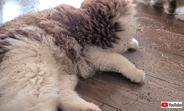 catnip5_640