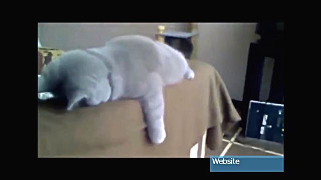 sleepingcat10