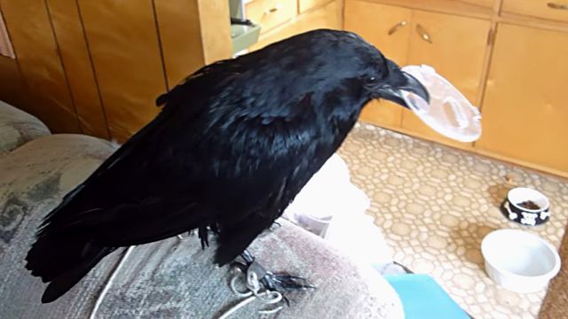 raven1