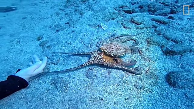 octopus5