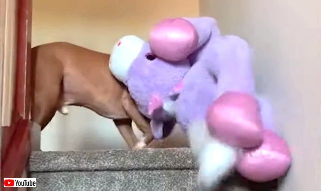 bestpets_20190804_0_640