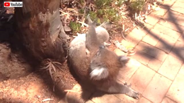 koalagetkicked3_640