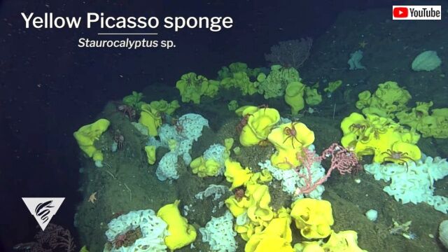 mbari2020_3_10_640