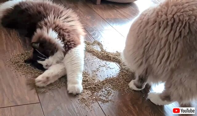 catnip1_640