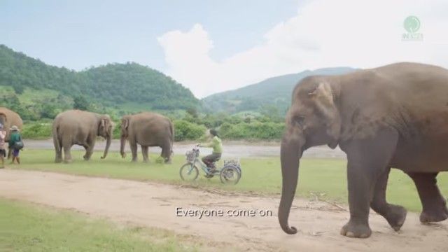 elephantsnbicycle1_e