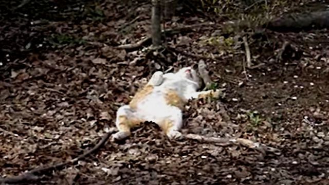 hanamicat2