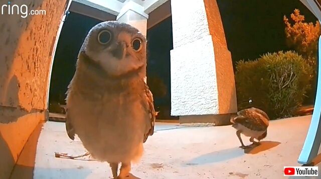 owls2_640