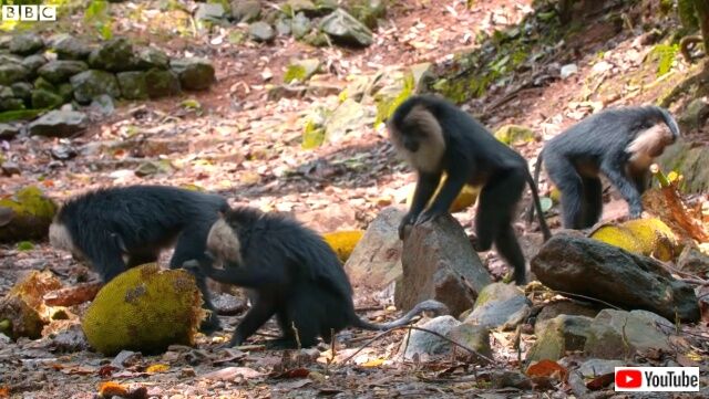 macaquesnsquirrels5_640