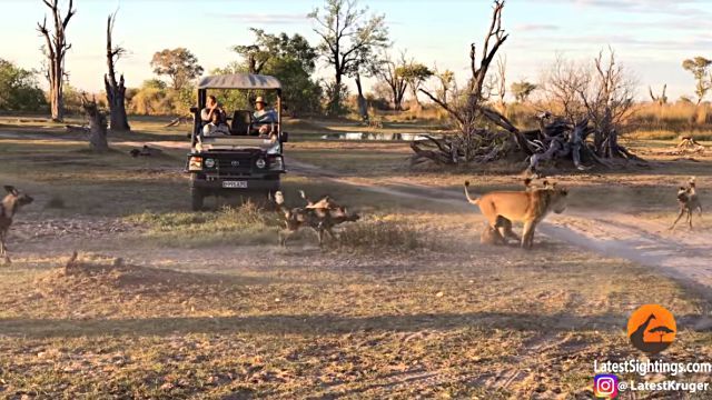 lionessnwilddogs1