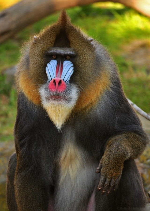 mandrill1 (1)_e