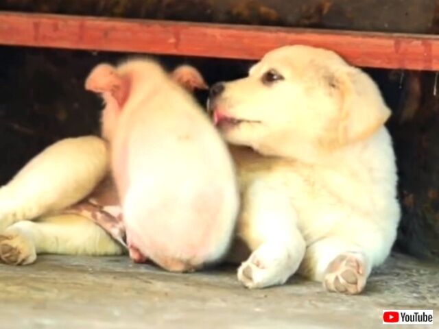puppiesnpigs6_640