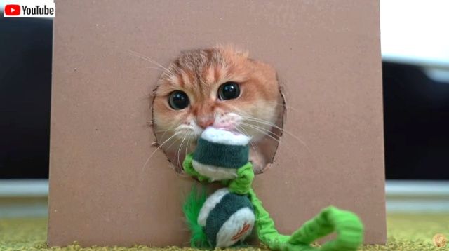 cartonboxhosico3_640