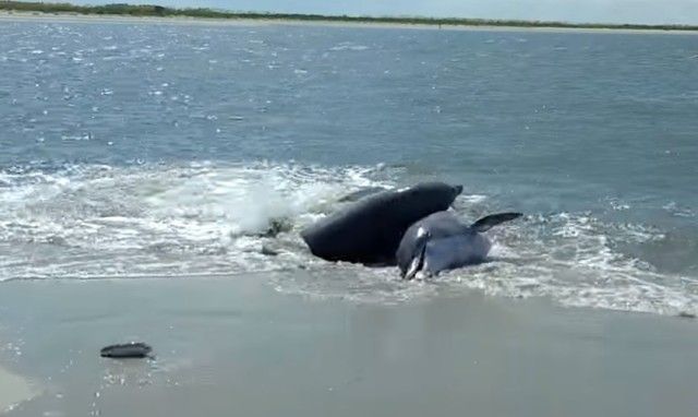beachingdolphin0_e