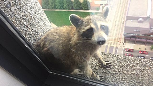 MRRracoon0