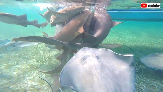 sharksandrays4_640