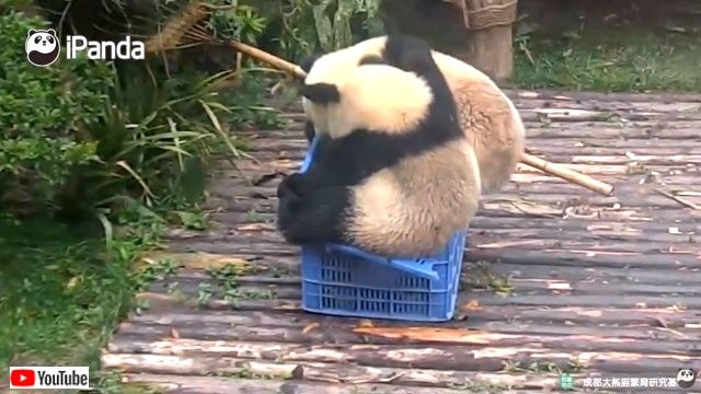 onebasket0_640