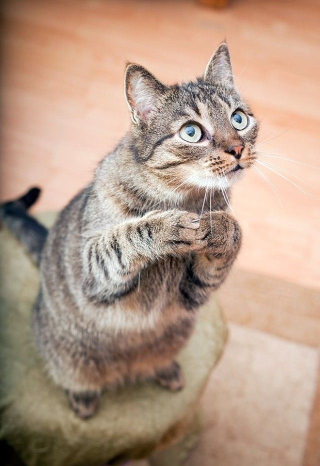 prayingcat12_e