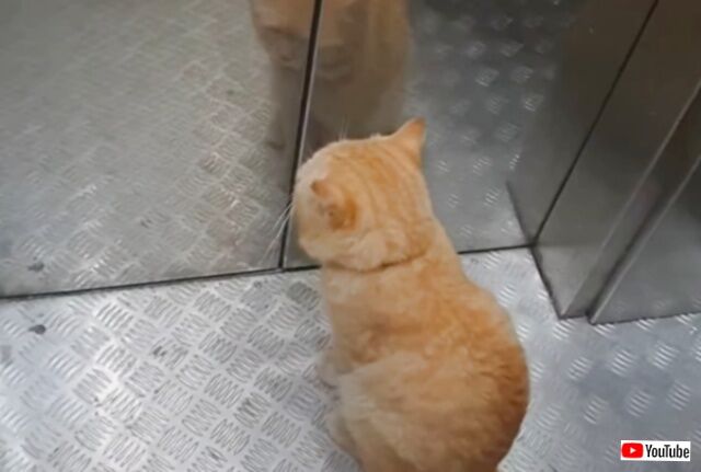とあるビルにて「何階に行くの？」「3階ニャ！」猫がひとりでエレベーターを乗りこなす
