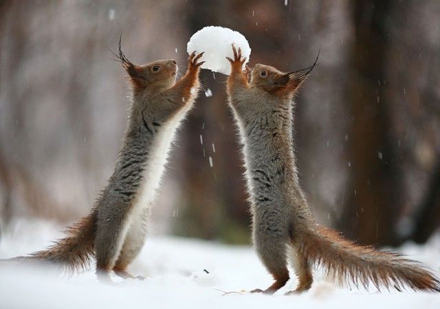 squirrel-photography-russia-vadim-trunov-1_e