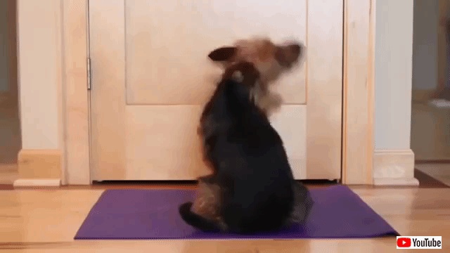 cuteyogidogs (2)