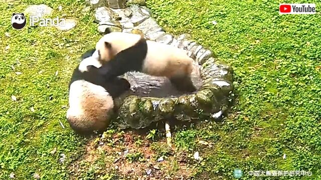 pandatrainswrestling4_640