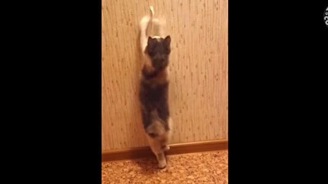adorablecats10