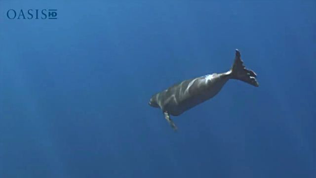 sealndolphin6