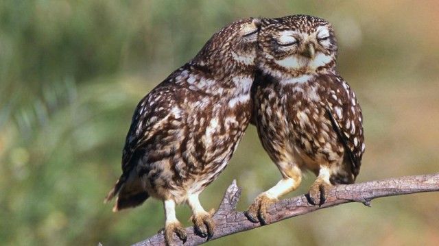 owl-photography-cute-100__880_e