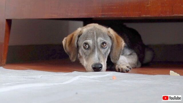 2代目ヨガ犬になれるかな？おびえきった保護犬が飼い主に心を開くまで