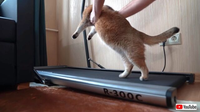 treadmill6_640