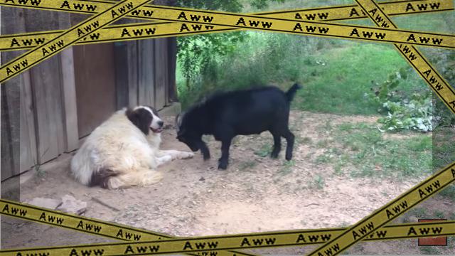 goat [www-frame
