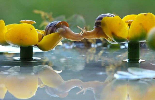 cute-kissing-animals-love-7__880_e